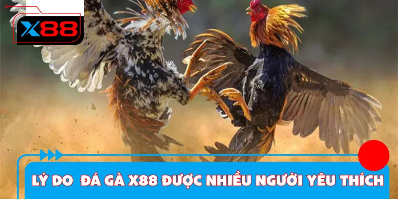 Vì Sao Nên Chọn Đá Gà X88?