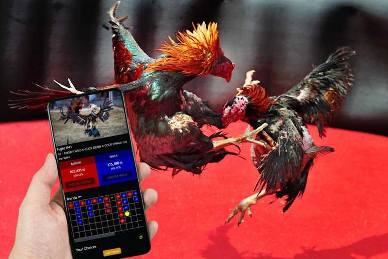 Các loại hình đá gà phổ biến tại Đá Gà 99win